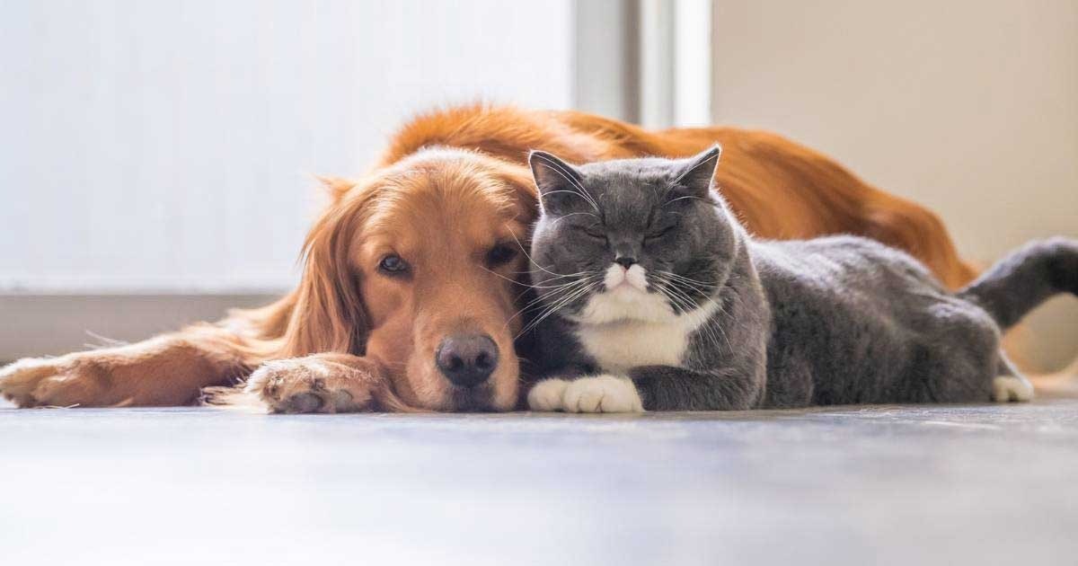 Fast Animal Certificates Across the UK via Vet Home Certs