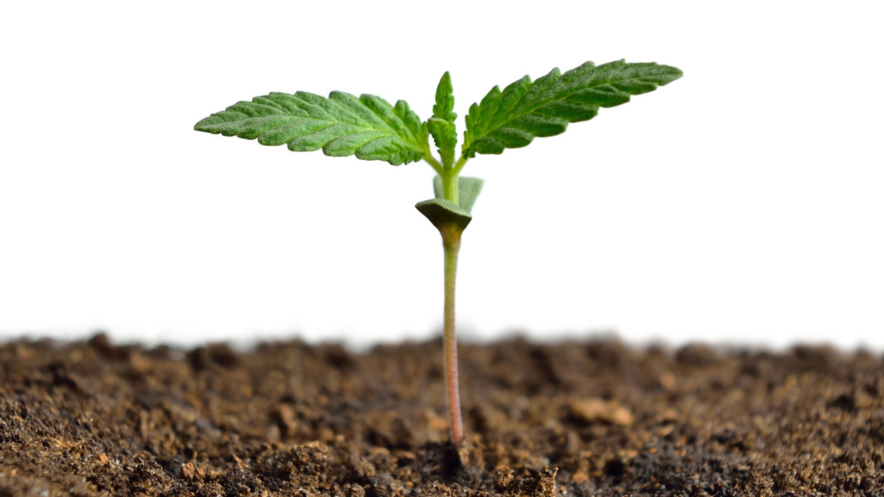 Weed in Madrid – Enjoy Weed in Madrid with Clubs Cannabis Madrid